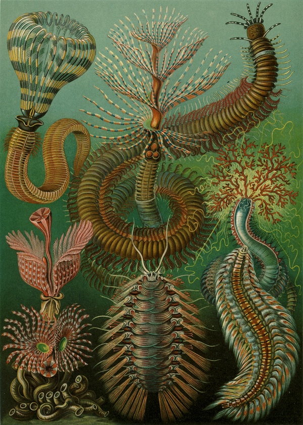 自然博物学家 恩斯特.海克尔（Ernst Haeckel）