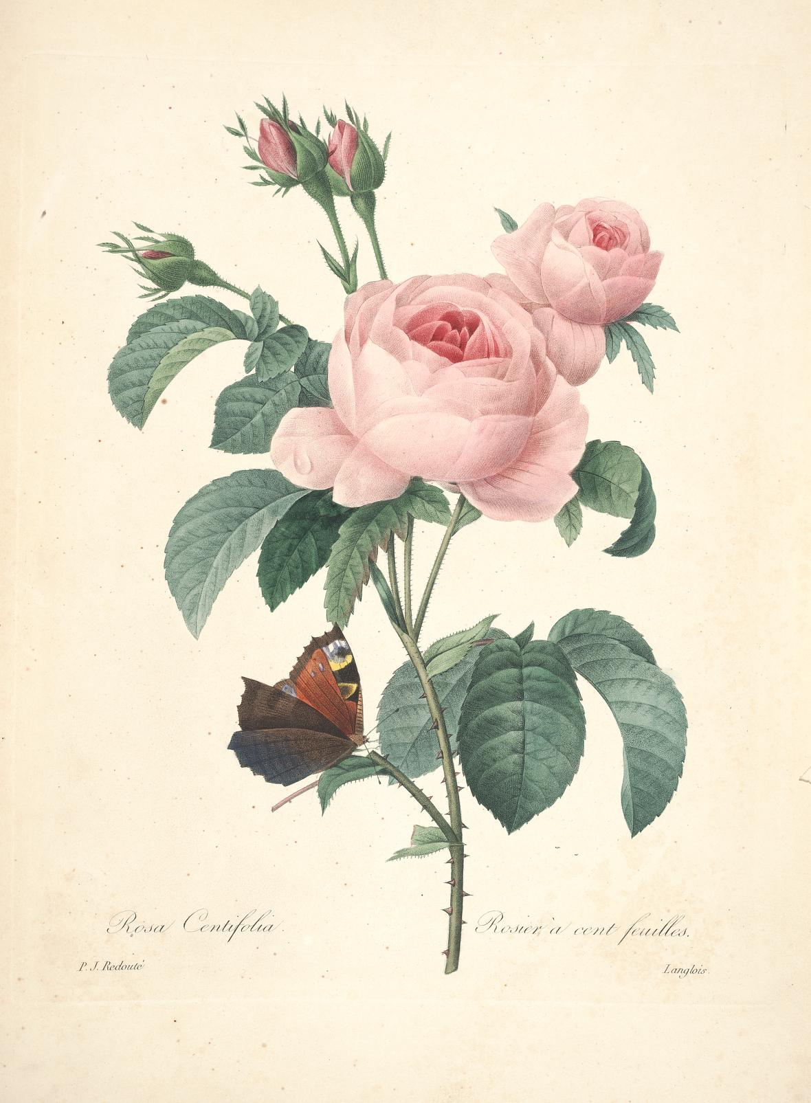 雷杜德的植物图谱 Choix des plus belles fleurs (136)