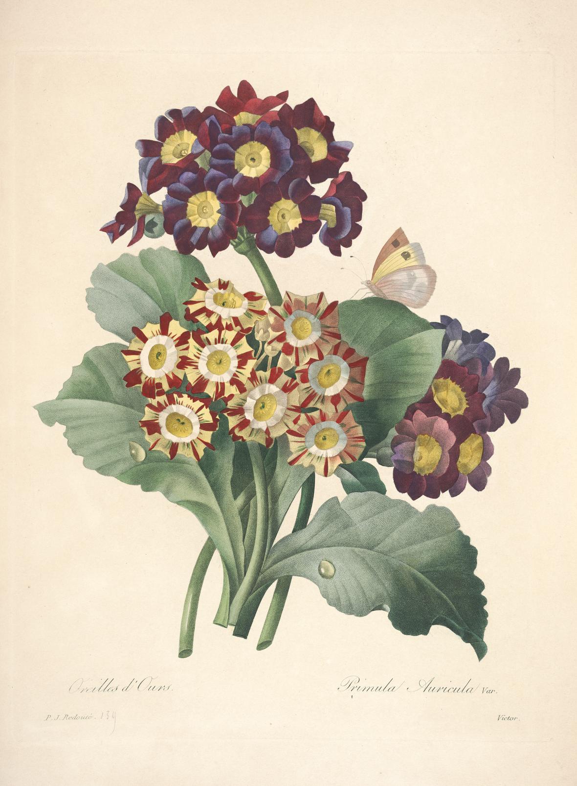 雷杜德的植物图谱 Choix des plus belles fleurs (138)