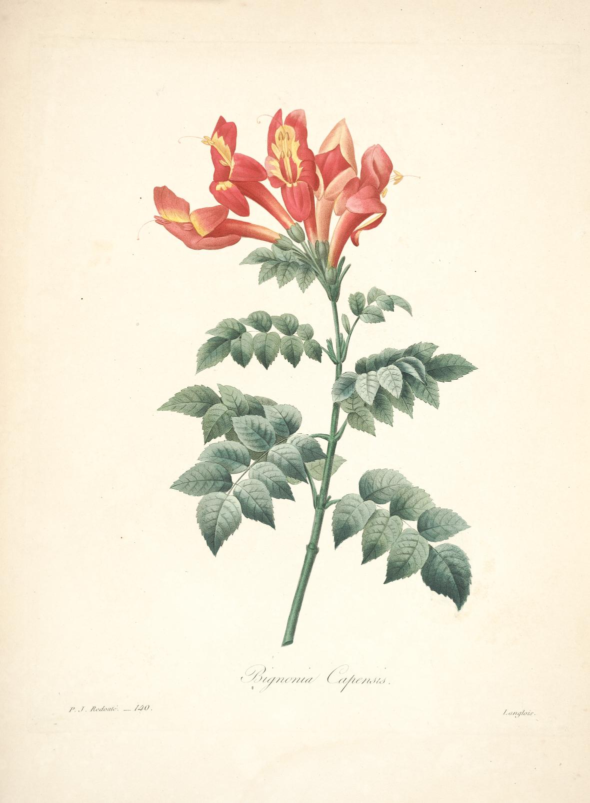雷杜德的植物图谱 Choix des plus belles fleurs (139)