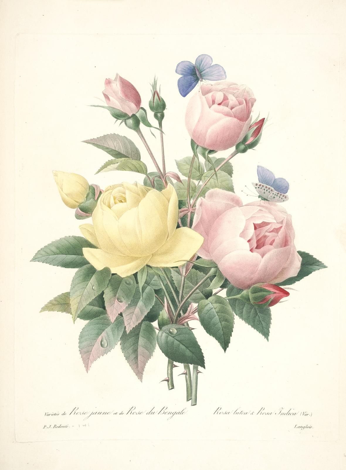 雷杜德的植物图谱 Choix des plus belles fleurs (140)