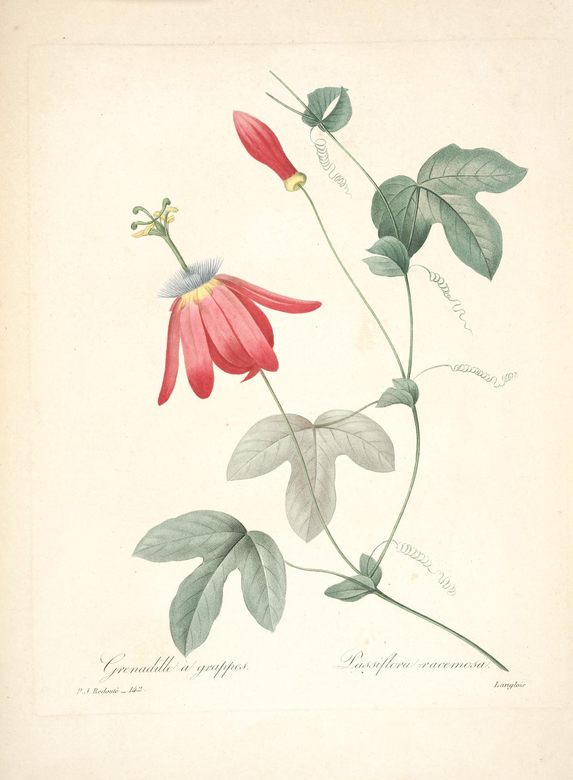 雷杜德的植物图谱 Choix des plus belles fleurs (141)
