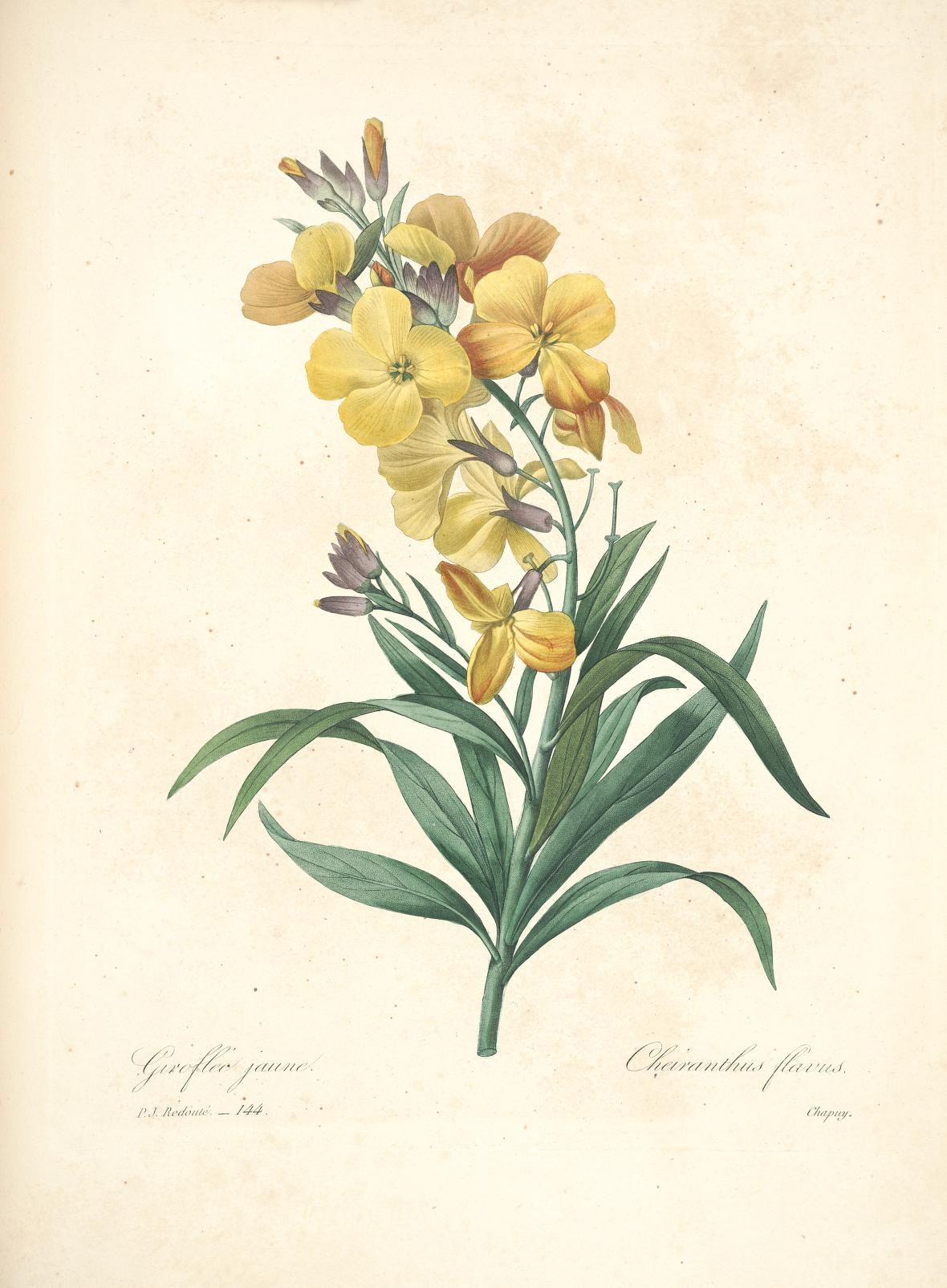 雷杜德的植物图谱 Choix des plus belles fleurs (143)