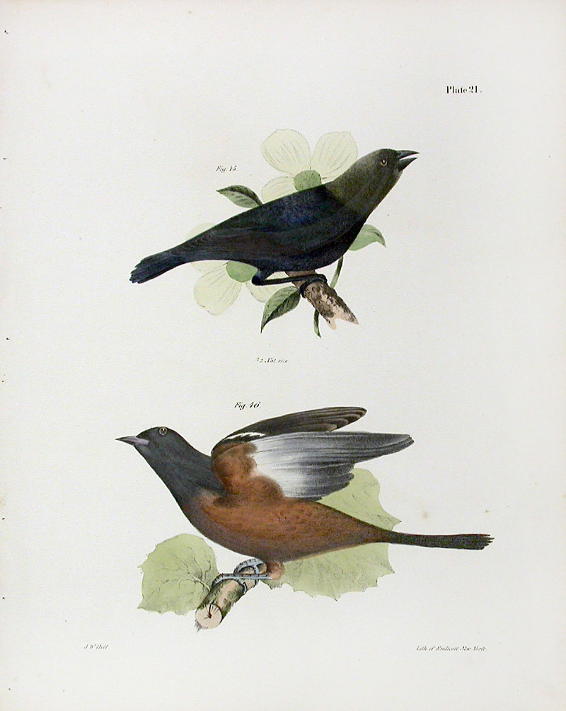 De Kay Bird Prints 1844鸟类图谱