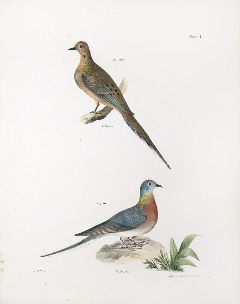De Kay Bird Prints 1844鸟类图谱