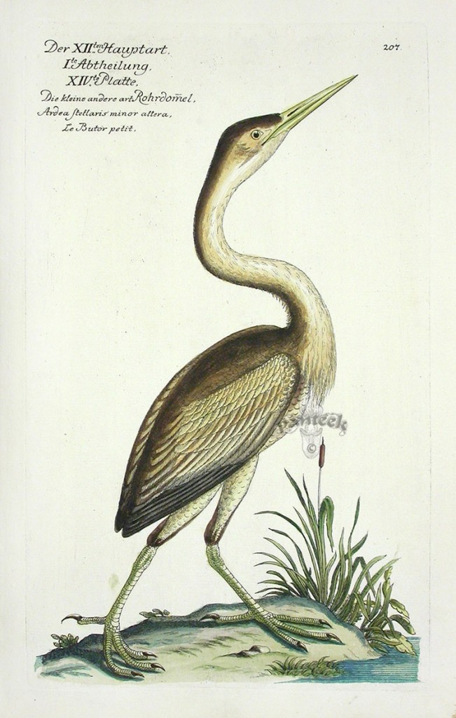 鸟类J.L. Frisch Bird Prints 1733