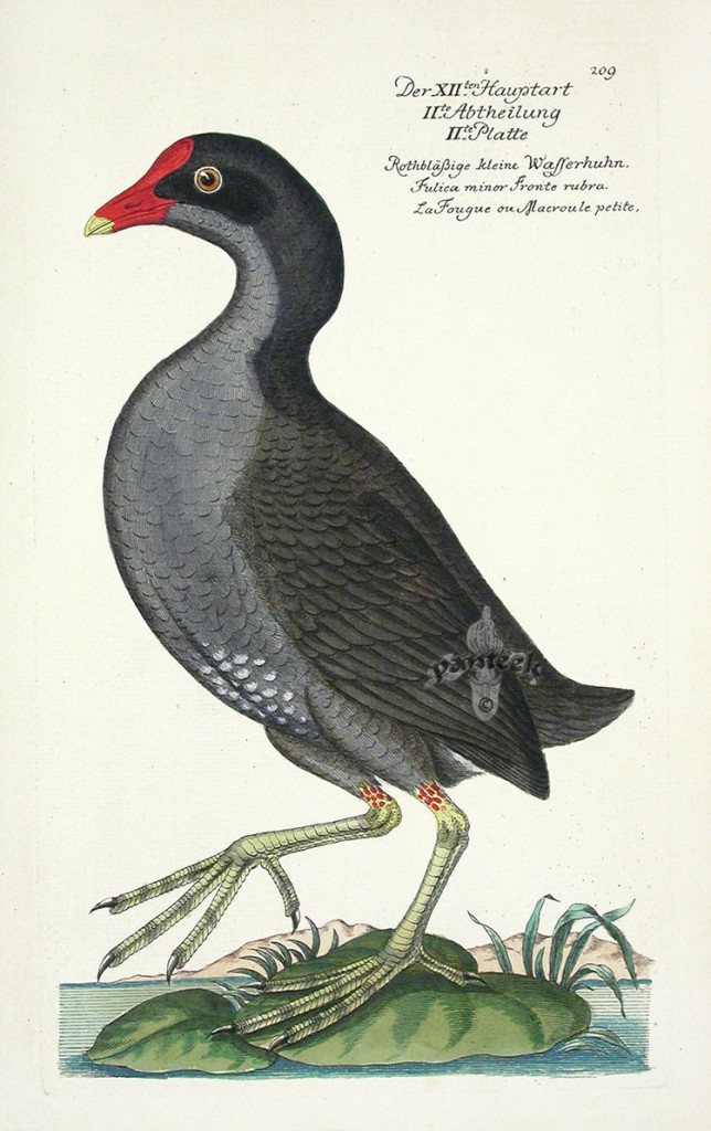 鸟类J.L. Frisch Bird Prints 1733