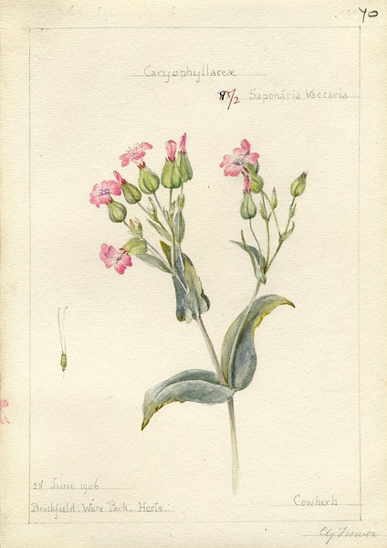Georgina Trower (1855-1928) 植物画