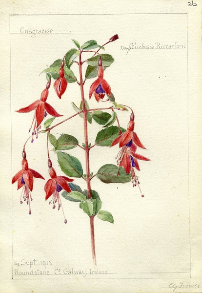 Georgina Trower (1855-1928) 植物画