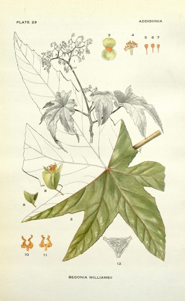 博物画植物图鉴 (4)